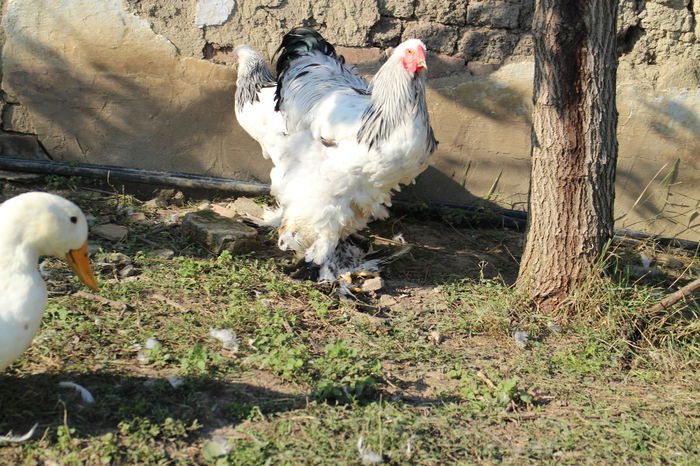 934 - TINERET 2014