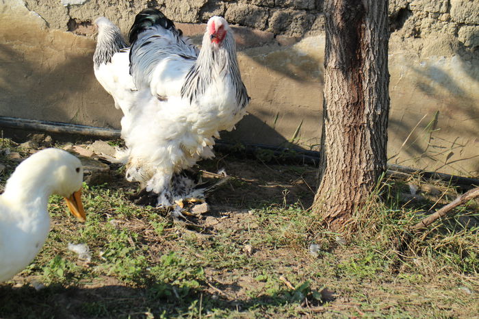 937 - TINERET 2014