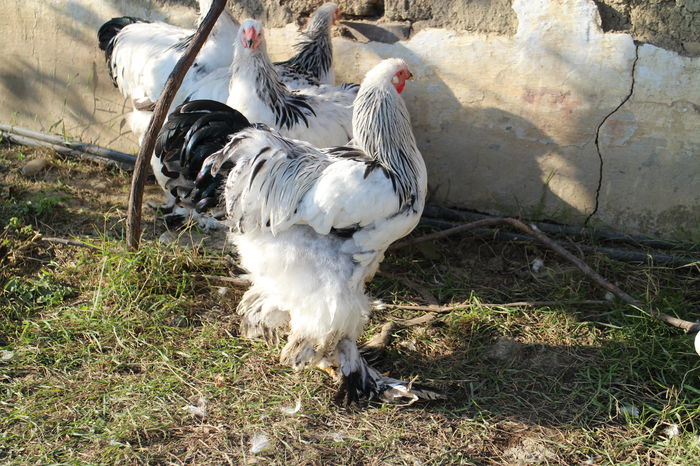 944 - TINERET 2014