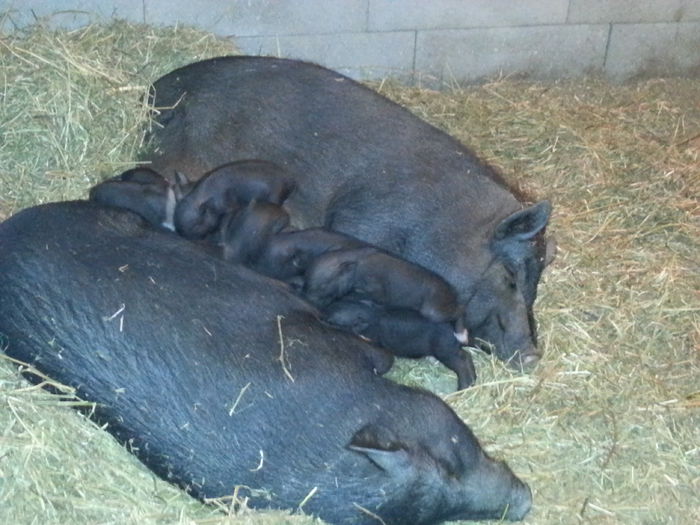 Nr.1 (10 purcei) - Nr.2 (gestanta); &quot;mama eroina&quot; si &quot;colega ei de camera&quot; care urmeaza sa fete peste cateva zile ... asa incalzesc ele purcelusii noaptea
