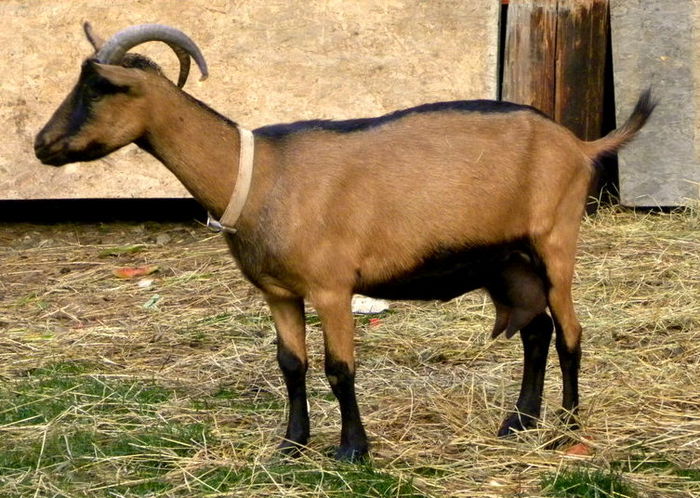 Alpina Franceza cu pulpa buna - Rase de oi si capre-Poze deosebite-1