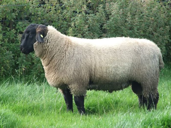 Berbec frumos-p56 - Rase de oi si capre-Poze deosebite-1