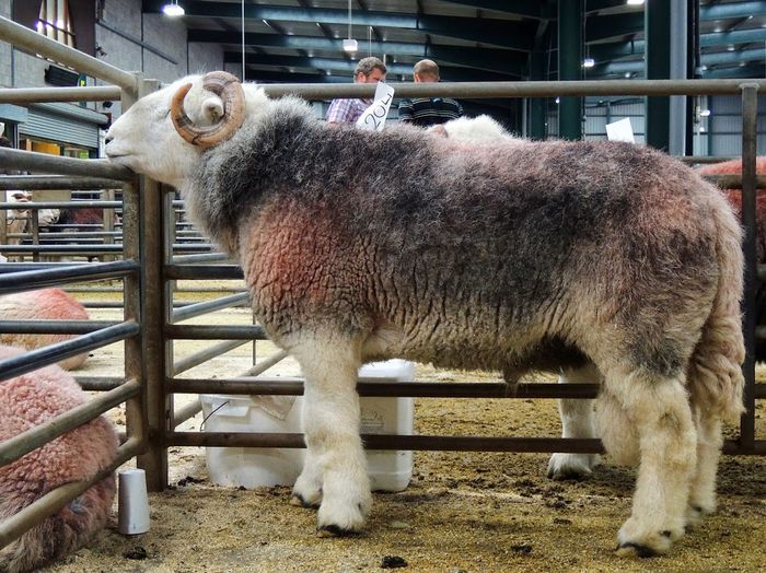 Berbec Herdwick