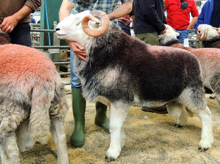 Berbec Herdwick frumos