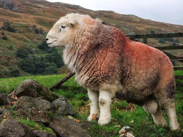 Berbec Herdwick la pasune