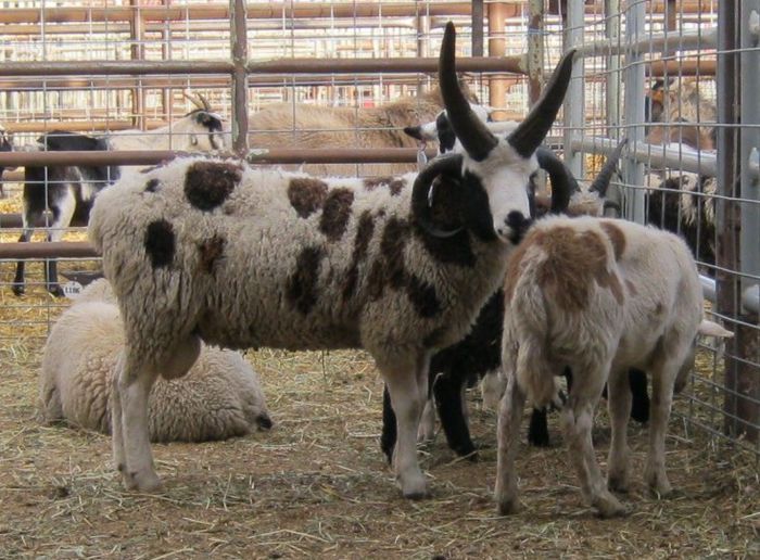 Berbec Iacob-656 - Rase de oi si capre-Poze deosebite-1