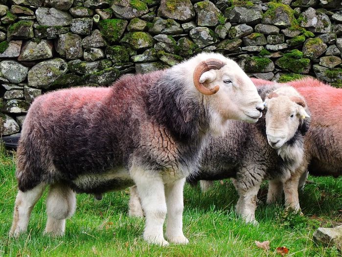 Berbeci Herdwick de berbeci - Rase de oi si capre-Poze deosebite-1