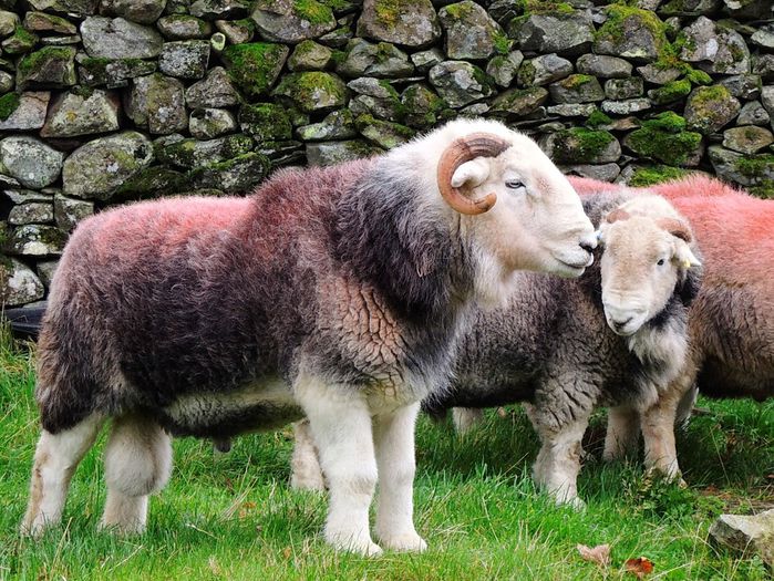 Berbeci Herdwick de berbeci