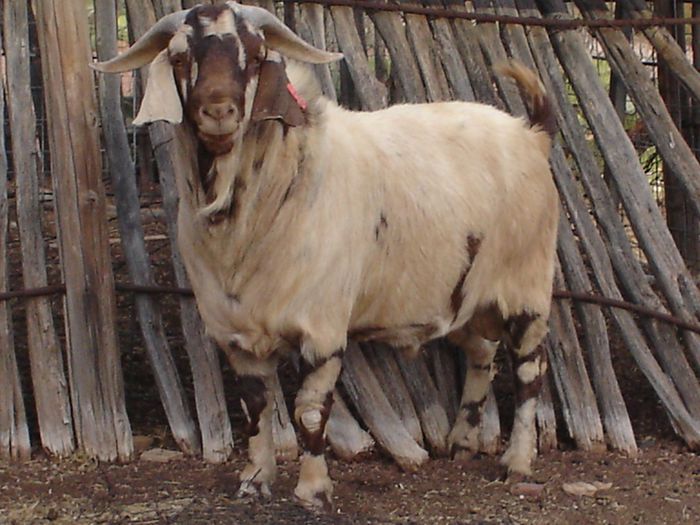 Boer Tap-33 - Rase de oi si capre-Poze deosebite-1
