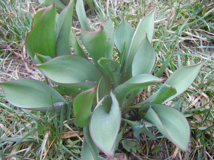 Tulips_Lalele (2014, March 03) - 03 Garden in March