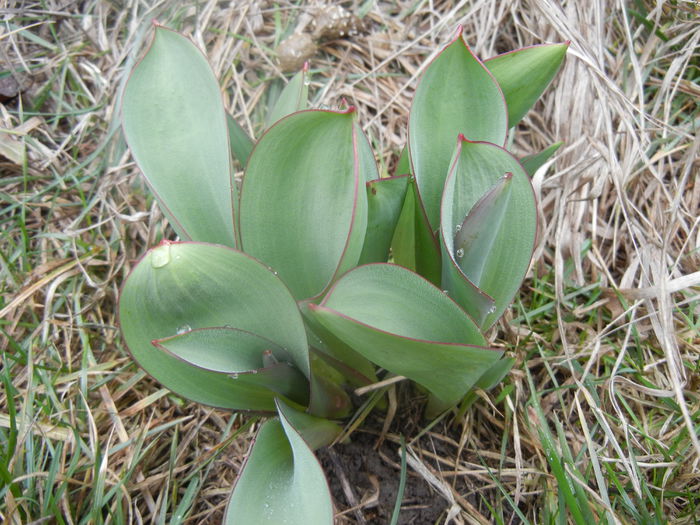 Tulips_Lalele (2014, March 03) - 03 Garden in March