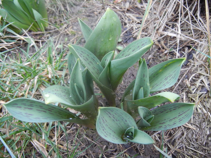 Tulips_Lalele (2014, March 03)