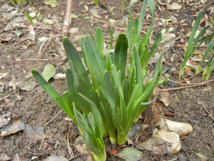 2014, March 03 - 03 Garden in March