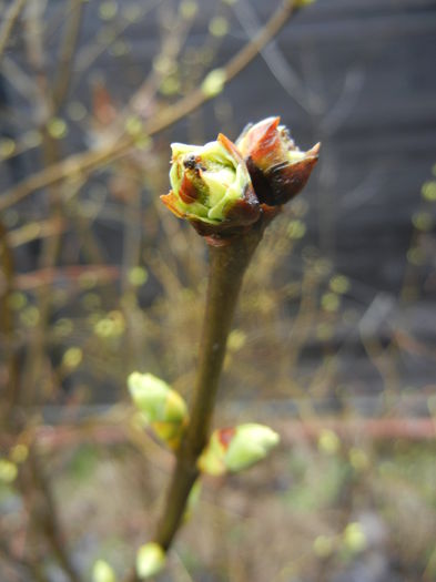 Spring Buds (2014, March 06) - 03 Garden in March