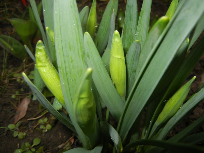 Narcissus_Narcise (2014, March 08) - 03 Garden in March