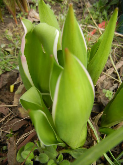 Tulips_Lalele (2014, March 11) - 03 Garden in March
