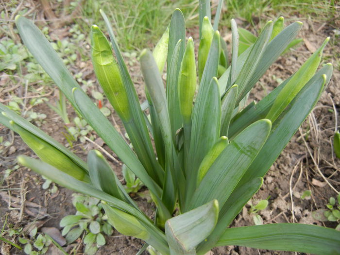 Narcissus_Narcise (2014, March 11) - 03 Garden in March