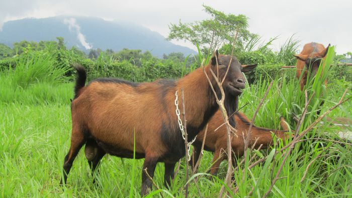 Tap de  rasa Oberhasli