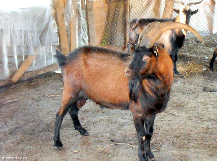 Tap de Alpina franceza foarte frumos