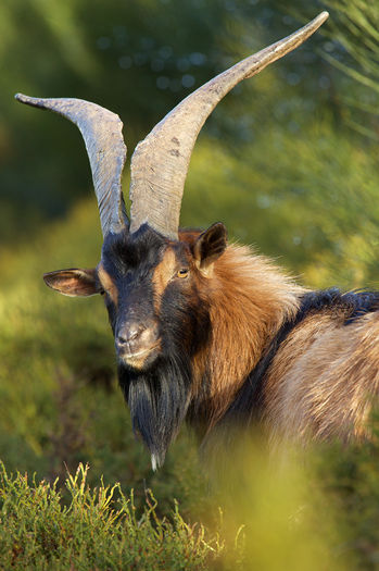 Tap frumos salbatic ( Capra Aegagrus)