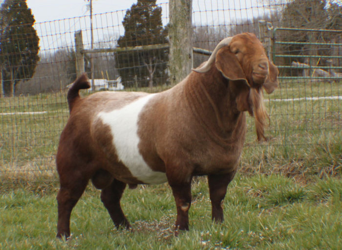 Tap frumos si gras Boer