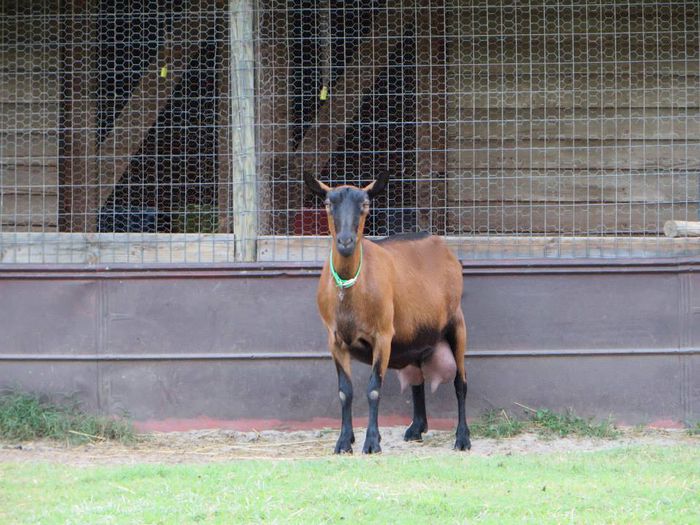 Oberhasli cu pulpa mare