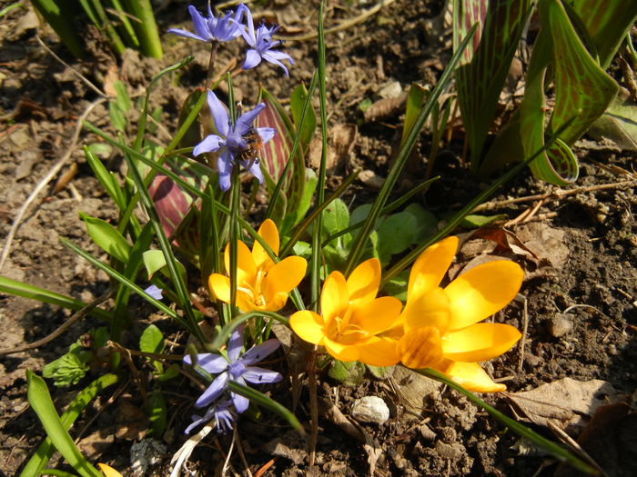 Blue & Yellow (2014, March 12) - 03 Garden in March