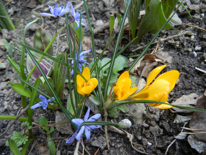 Blue & Yellow (2014, March 12) - 03 Garden in March