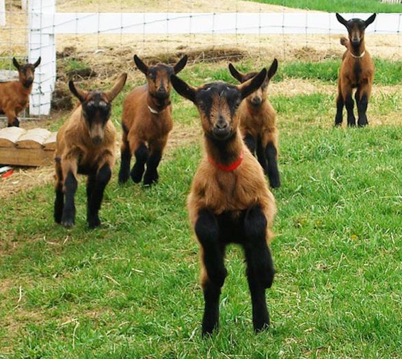 Iezi Alpina frumosi-77