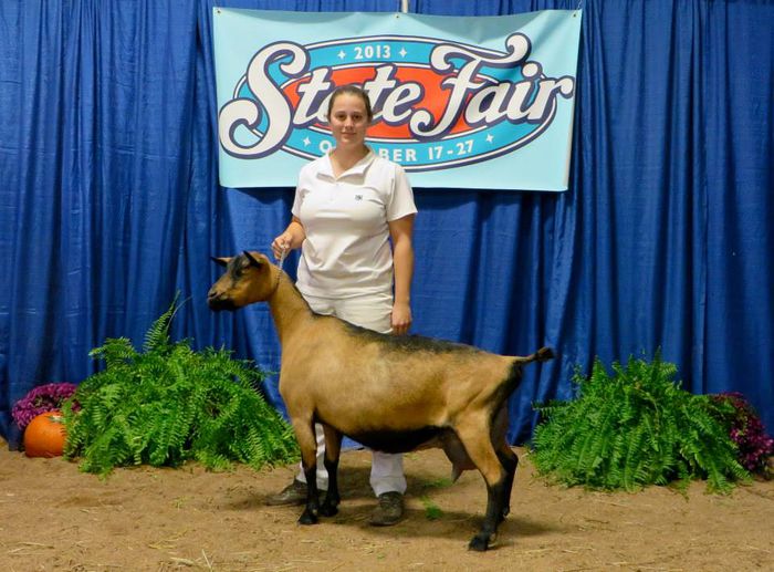 O frumoasa capra de rasa Oberhasli