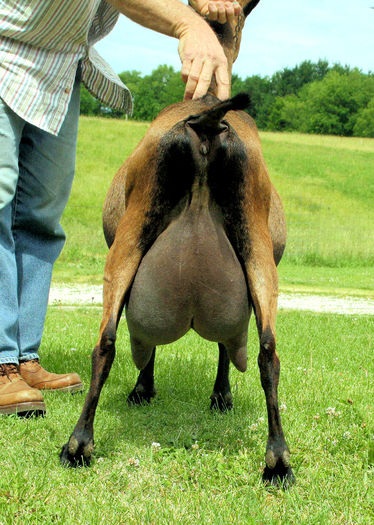 O pulpa la capra Oberhasli