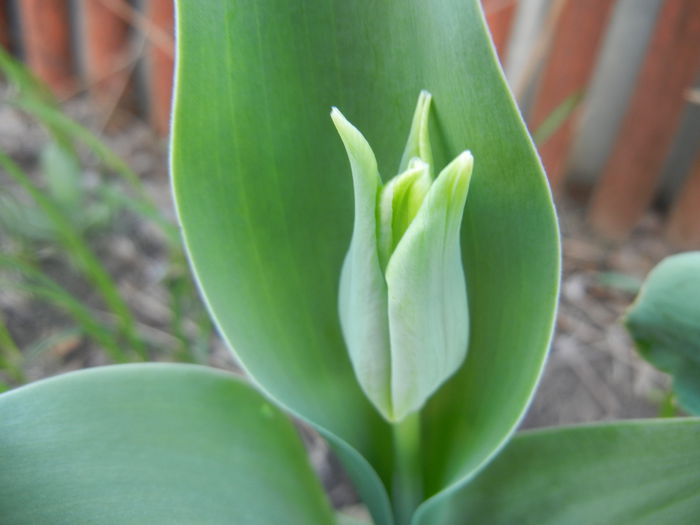 Tulip Bud_Lalea (2014, March 23) - 03 Garden in March