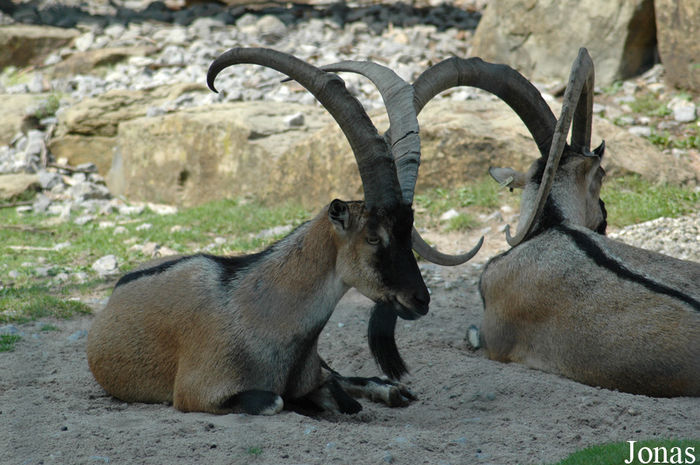 Capra aegagrus doi tapi frumosi