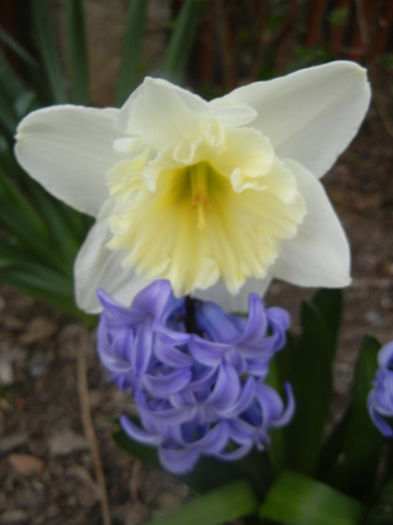 Narcissus & Hyacinth (2014, March 24) - 03 Garden in March