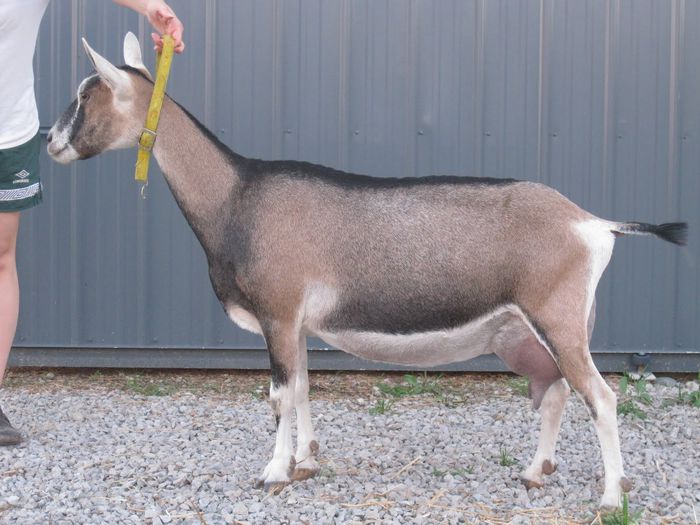 Capra Toggenburg