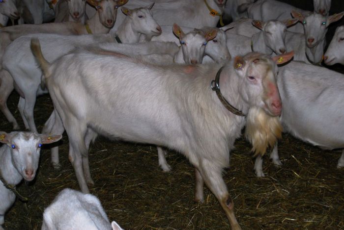 Capre Saanen frumoase - Rase de oi si capre-Poze deosebite-1