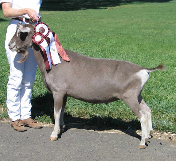 Toggenburg cea frumoasa-1 - Rase de oi si capre-Poze deosebite-1
