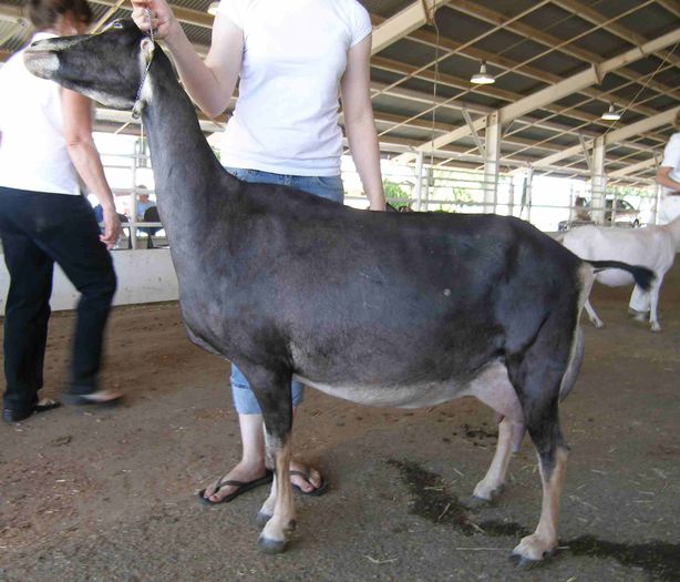 Toggenburg cu lapte mult - Rase de oi si capre-Poze deosebite-1