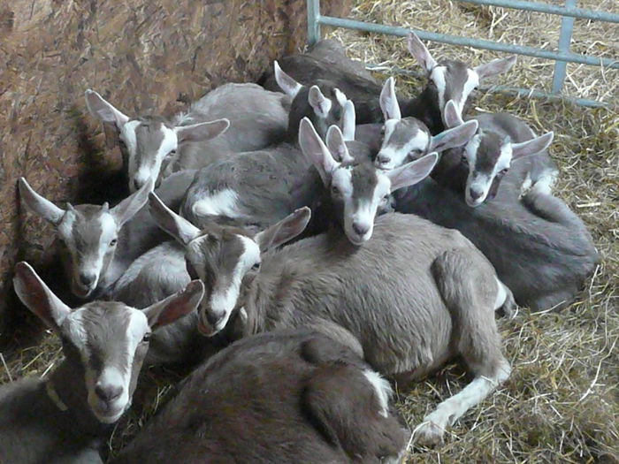Toggenburg iedute - Rase de oi si capre-Poze deosebite-1