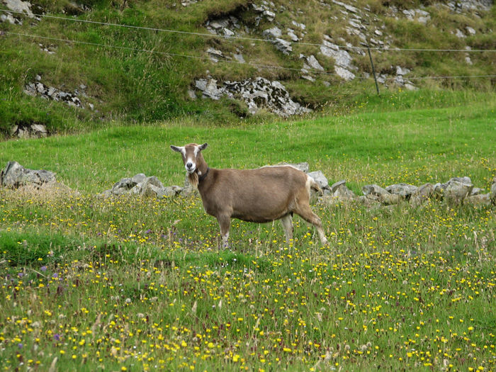 Toggenburg la pascut - Rase de oi si capre-Poze deosebite-1