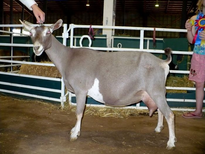 Toggenburg maronie - Rase de oi si capre-Poze deosebite-1