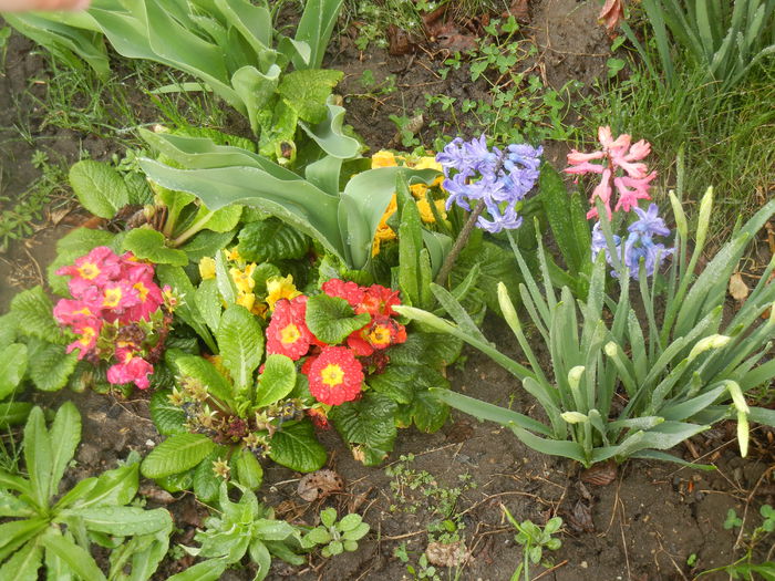 Spring Colors (2014, March 24) - 03 Garden in March