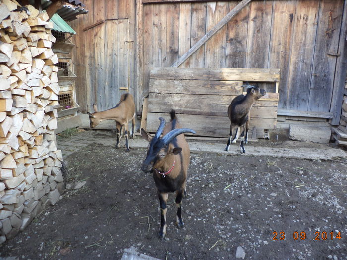 Alpinele Toamna-1 - Iezii Alpina Franceza si stramosul lor Capra aegagrus