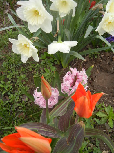 Spring Colors (2014, March 25) - 03 Garden in March