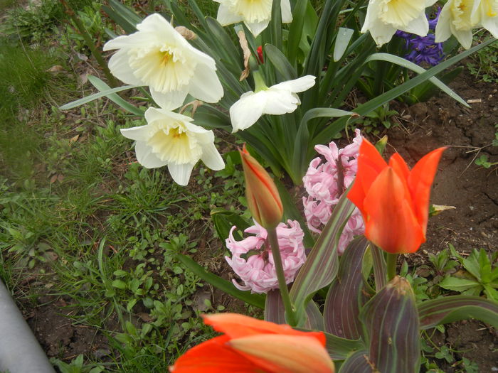 Spring Colors (2014, March 25) - 03 Garden in March