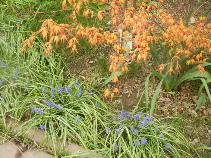 Spring Colors (2014, March 25) - 03 Garden in March