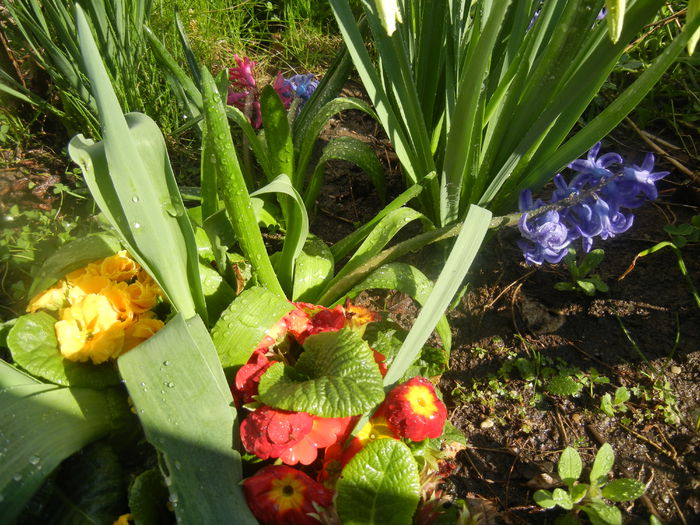 Spring Colors (2014, March 27) - 03 Garden in March