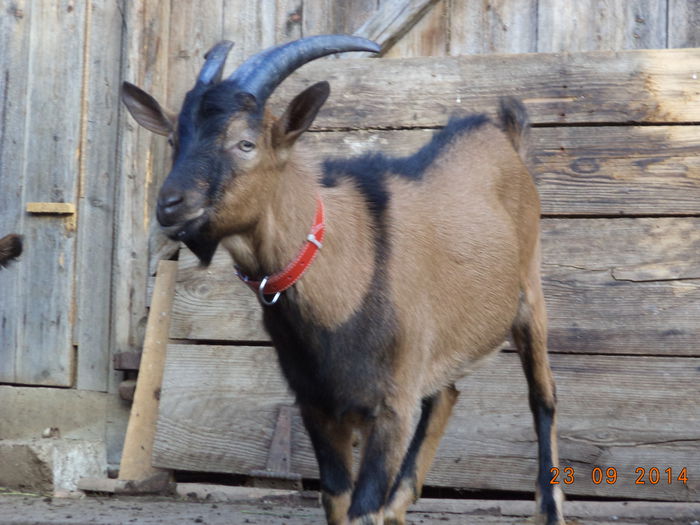 Cezar in profil - Iezii Alpina Franceza si stramosul lor Capra aegagrus