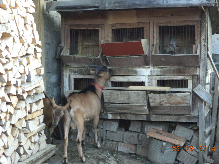Cezar la iepurasi - Iezii Alpina Franceza si stramosul lor Capra aegagrus