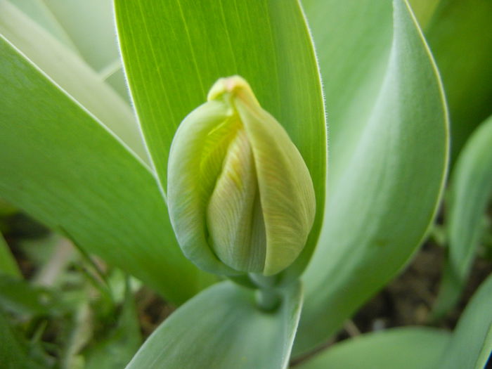 Tulip Bud_Lalea (2014, March 29) - 03 Garden in March